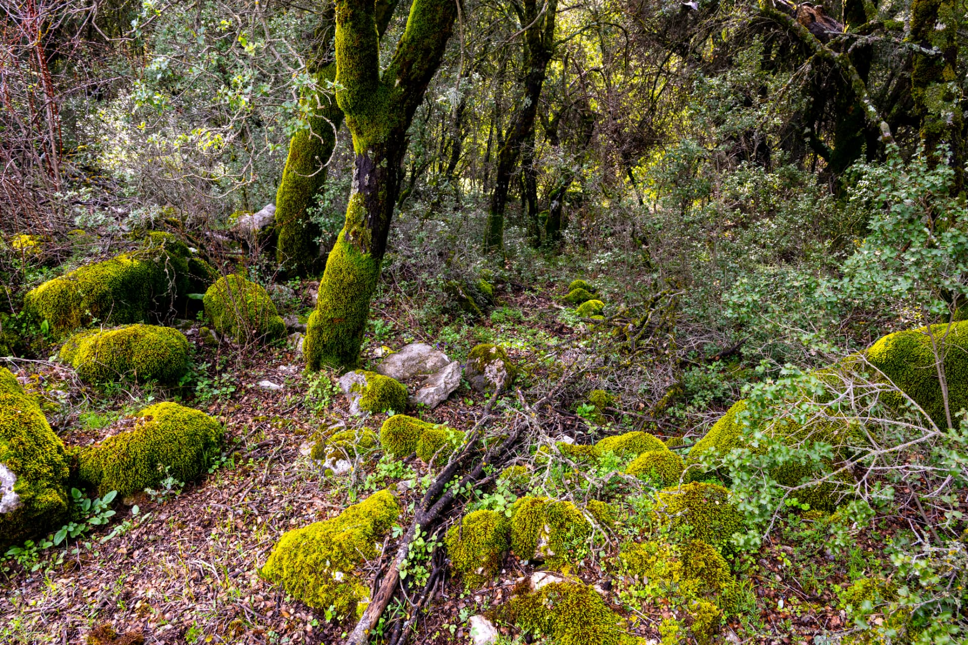 A damp oak woodland with moss-covered trunks and moss-draped rocks among leaf litter