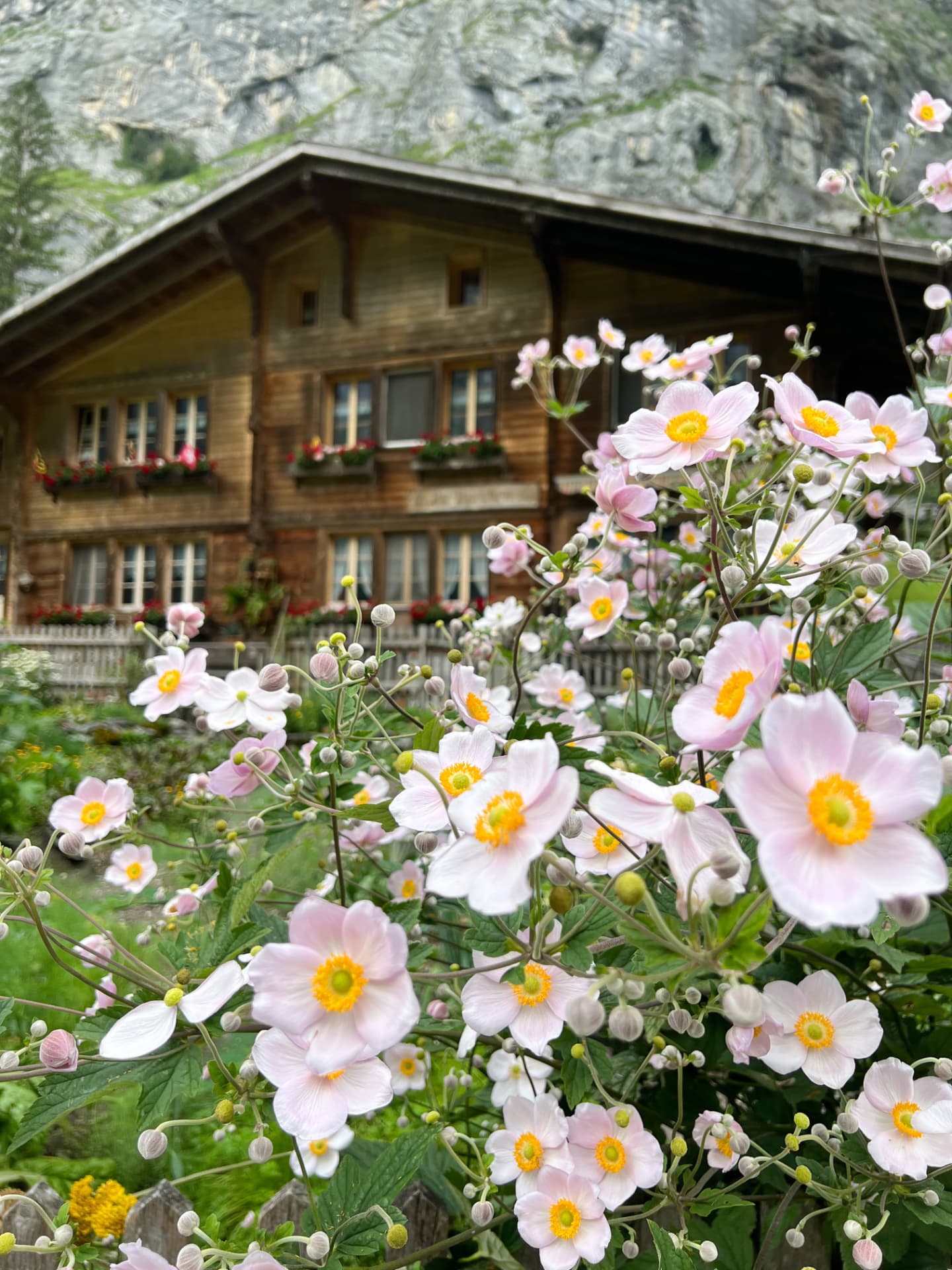 Pale pink Japanese anemones flowering in front of a timber alpine chalet below a rock face