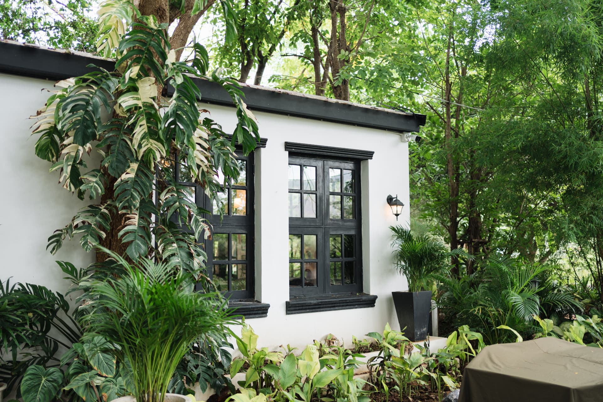 A white cottage with black window frames framed by variegated monstera and palms in shade