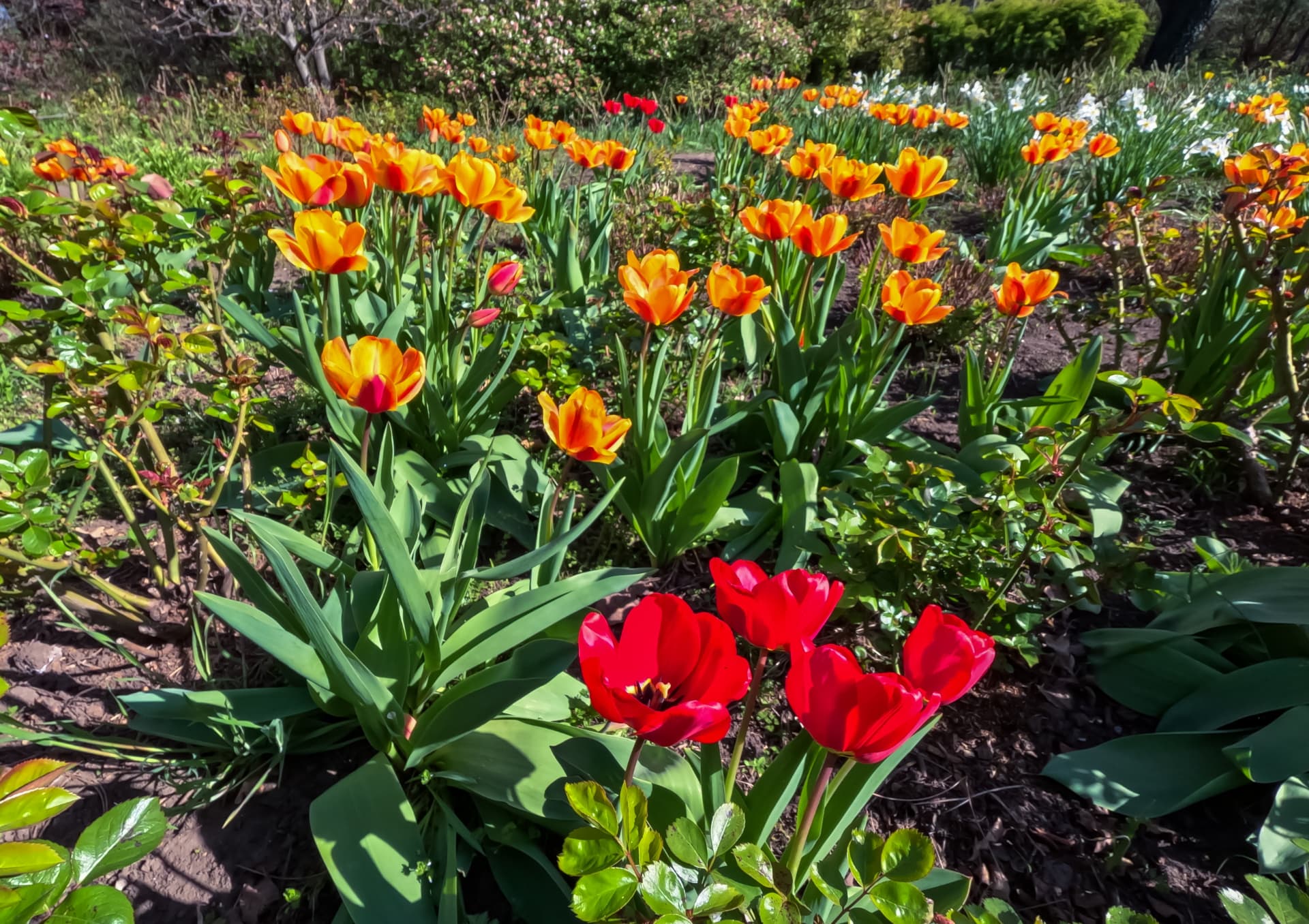 Orange and red tulips flowering in a sunny spring border with daffodils behind